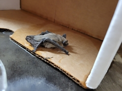 Parastrellus hesperus