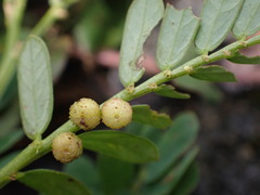 Phyllanthus urinaria hookeri