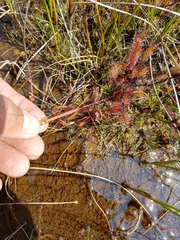 Drosera linearis