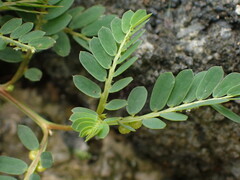 Phyllanthus urinaria hookeri