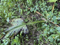 Symplocarpus foetidus