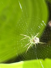 Mangora