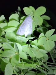 Erebidae