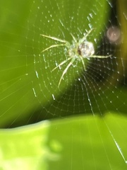 Mangora