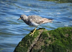 Calidris virgata