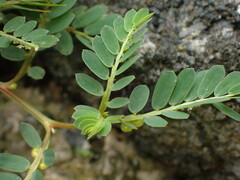 Phyllanthus urinaria hookeri
