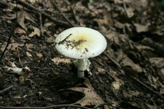 Amanita multisquamosa
