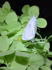 Erebidae