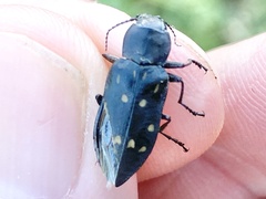 Melanophila consputa
