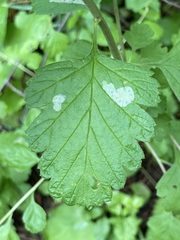 Phyllonorycter holodisci