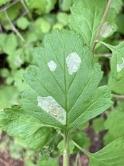 Phyllonorycter holodisci