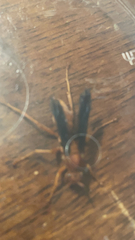 Polistes rubiginosus