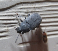 Blapstinus