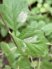 Phyllonorycter holodisci