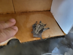 Parastrellus hesperus