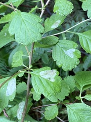Phyllonorycter holodisci