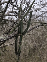 Armatocereus cartwrightianus