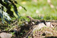 Pholidoscelis exsul