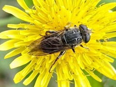 Asemosyrphus mexicanus