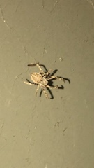 Larinioides sclopetarius