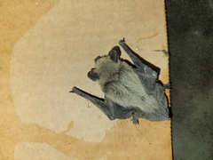 Parastrellus hesperus