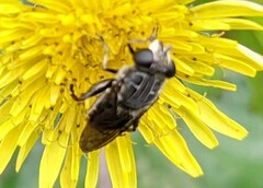 Asemosyrphus mexicanus