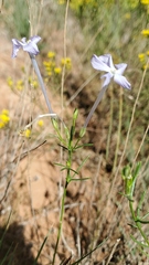 Ipomopsis longiflora