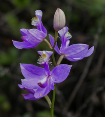 Calopogon tuberosus tuberosus
