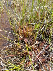 Drosera linearis