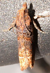 Eucosma ochroterminana