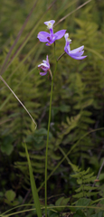 Calopogon tuberosus tuberosus