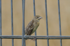 Spiza americana