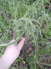 Helianthus maximiliani