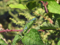 Enallagma carunculatum