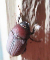Phyllophaga