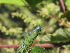 Enallagma carunculatum