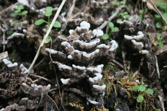 Thelephora cuticularis