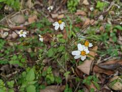 Bidens pilosa