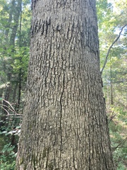 Quercus alba