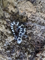 Ambystoma opacum