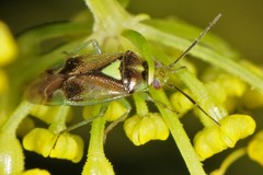 Orthops scutellatus
