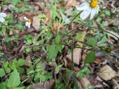 Bidens pilosa