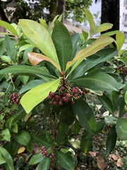 Ardisia squamulosa