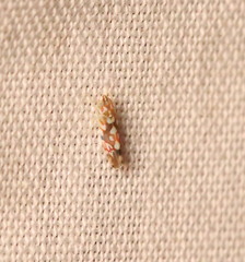 Erythroneura elegans