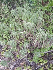 Helianthus maximiliani