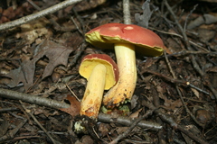 Boletus sensibilis