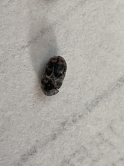 Dermestidae