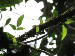 Calopogonium galactioides