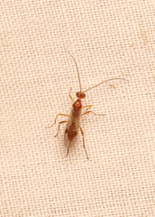 Braconidae