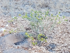 Holocarpha macradenia